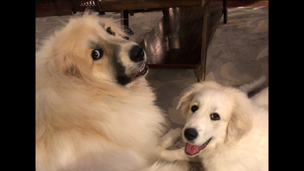 Pet Star 30.jpg